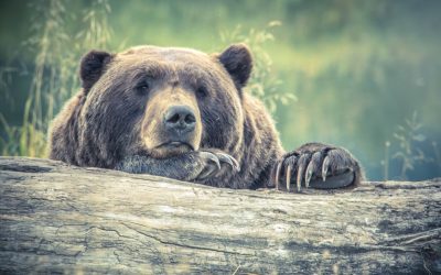 Stop hibernating: You’re missing out on company blog benefits